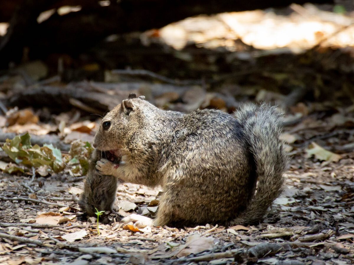 Even Ground Squirrels Got In On the Vole Feast Last Summer