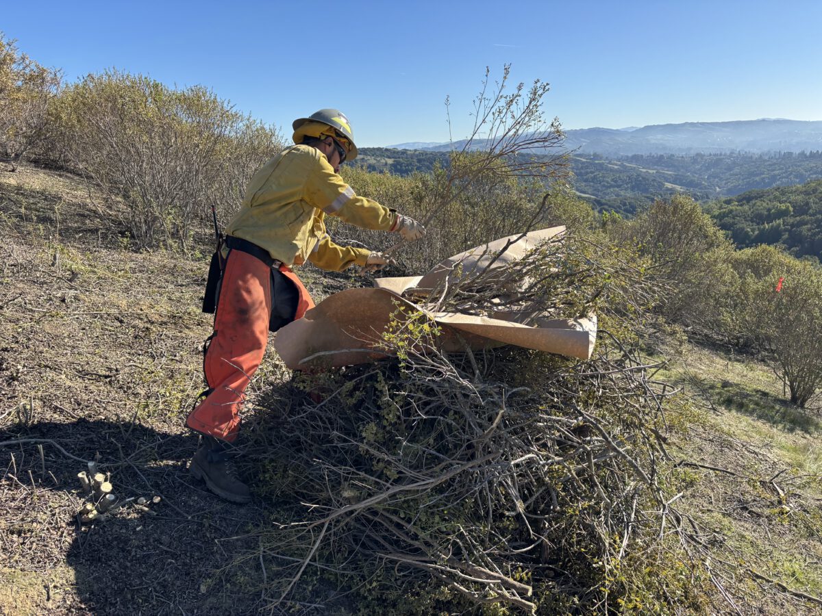 Will Newsom’s Expedited Wildfire Prevention Plans Harm Wildlife?