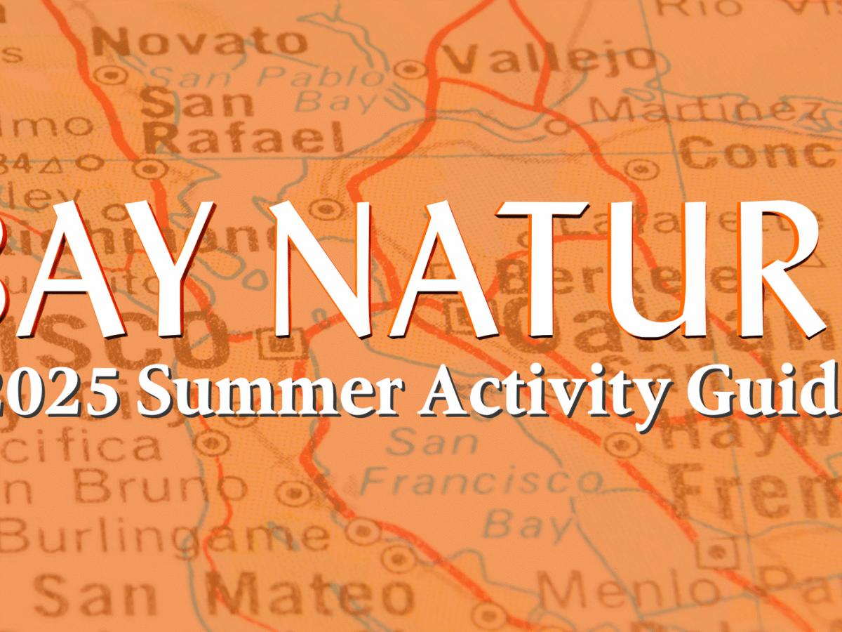 Bay Nature’s 2025 Summer Guide!