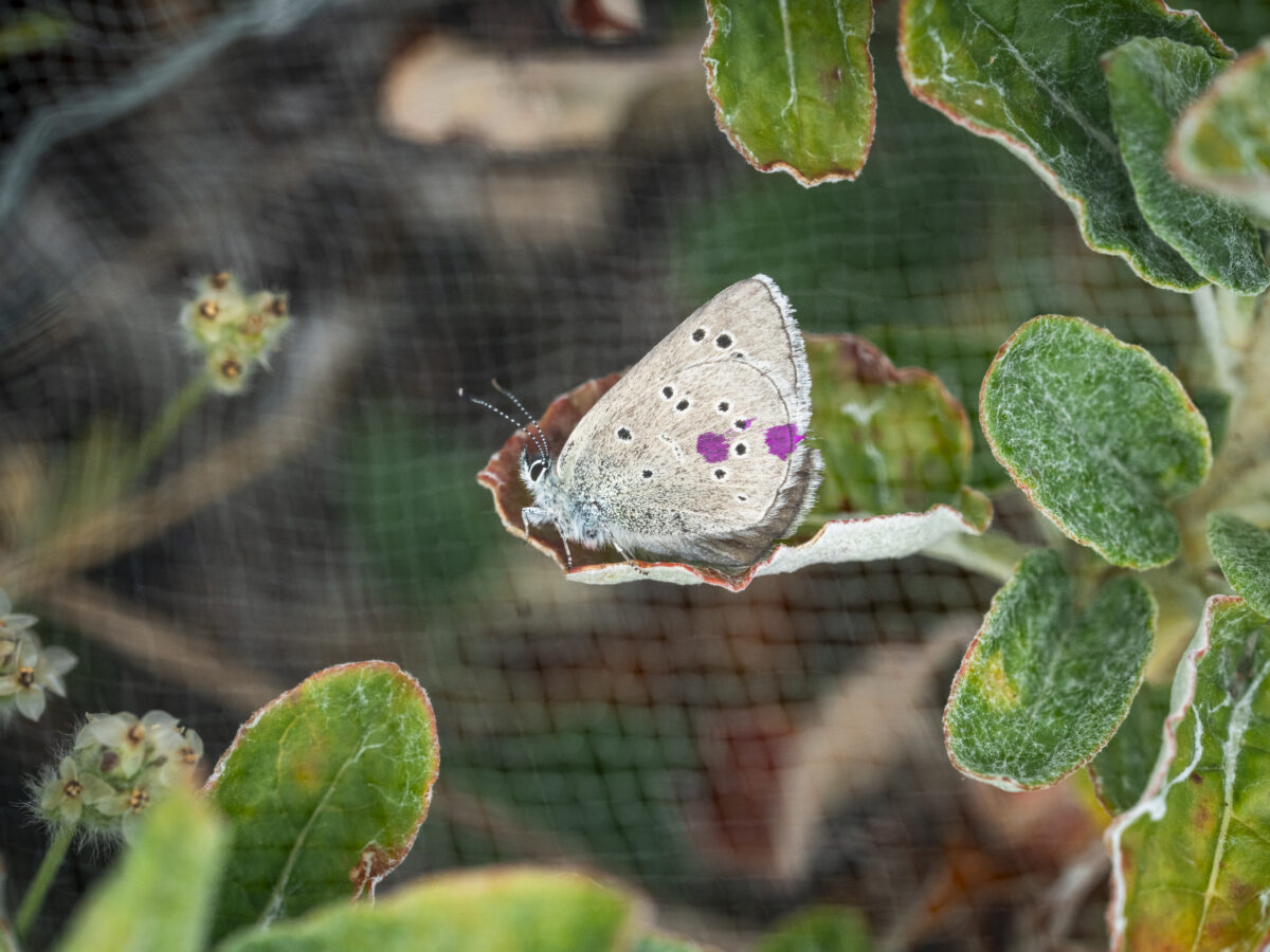 Survival of the Flittest: Relocated Butterflies Are Spotted in San Francisco