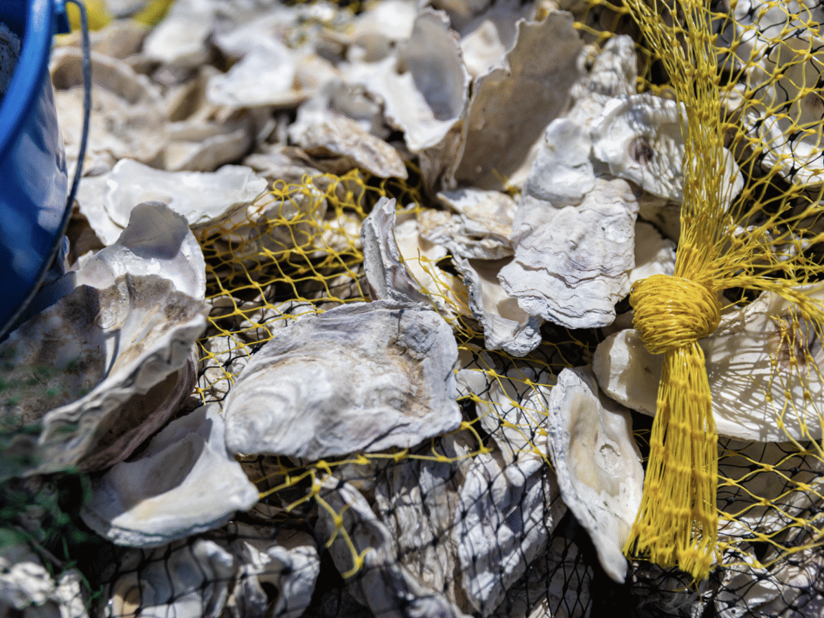 Backed by Supporters, SF State’s Marine Research Lab Delays Closure