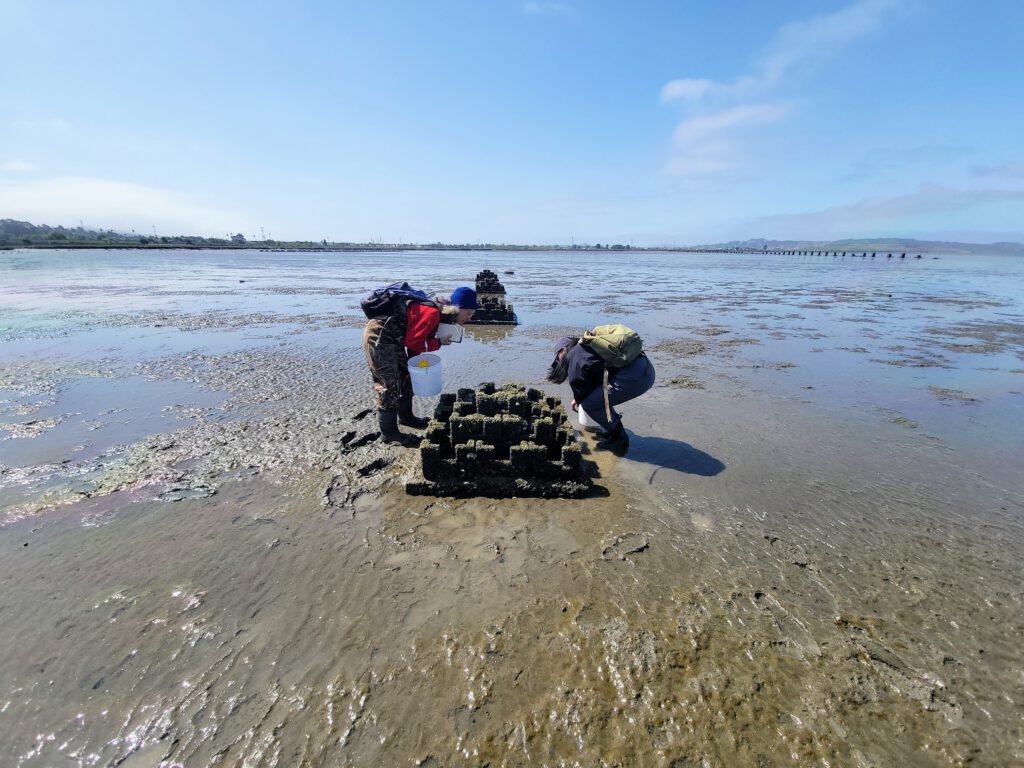 A Living Shoreline, Built One Oyster at a Time