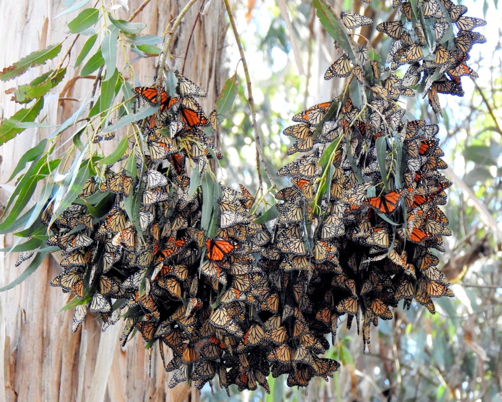 Struggling Monarchs Sure Picked Some Inconvenient Habitat