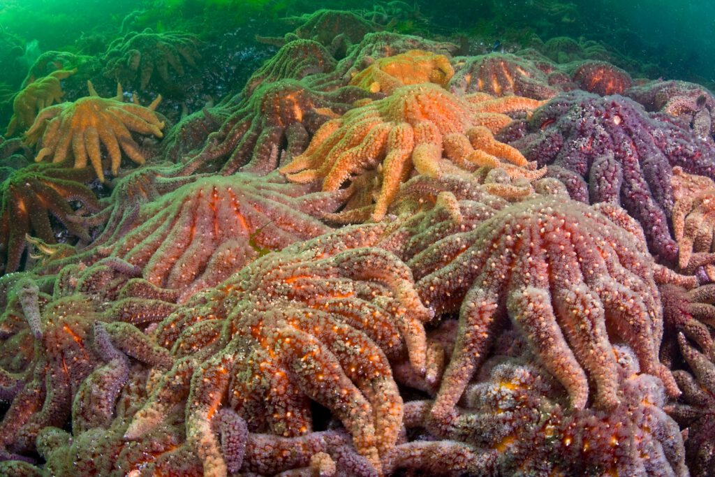 Unmasking the Sea Star Killer