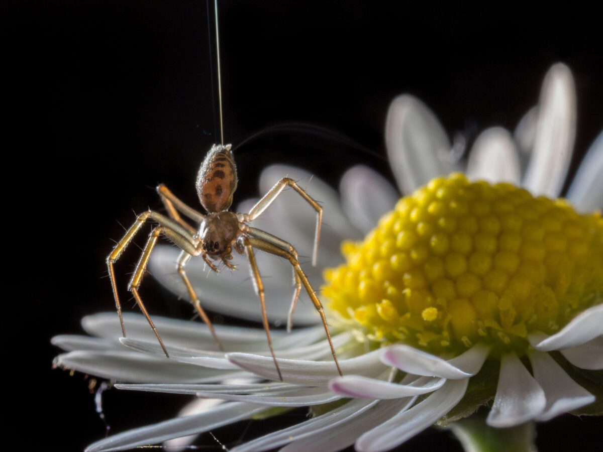 How Spiders Fly