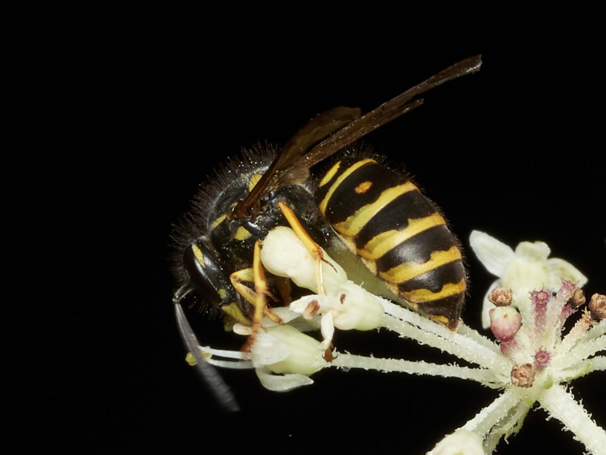 Yellowjackets—Bane of the Picnic, Builder of Hidden Kingdoms