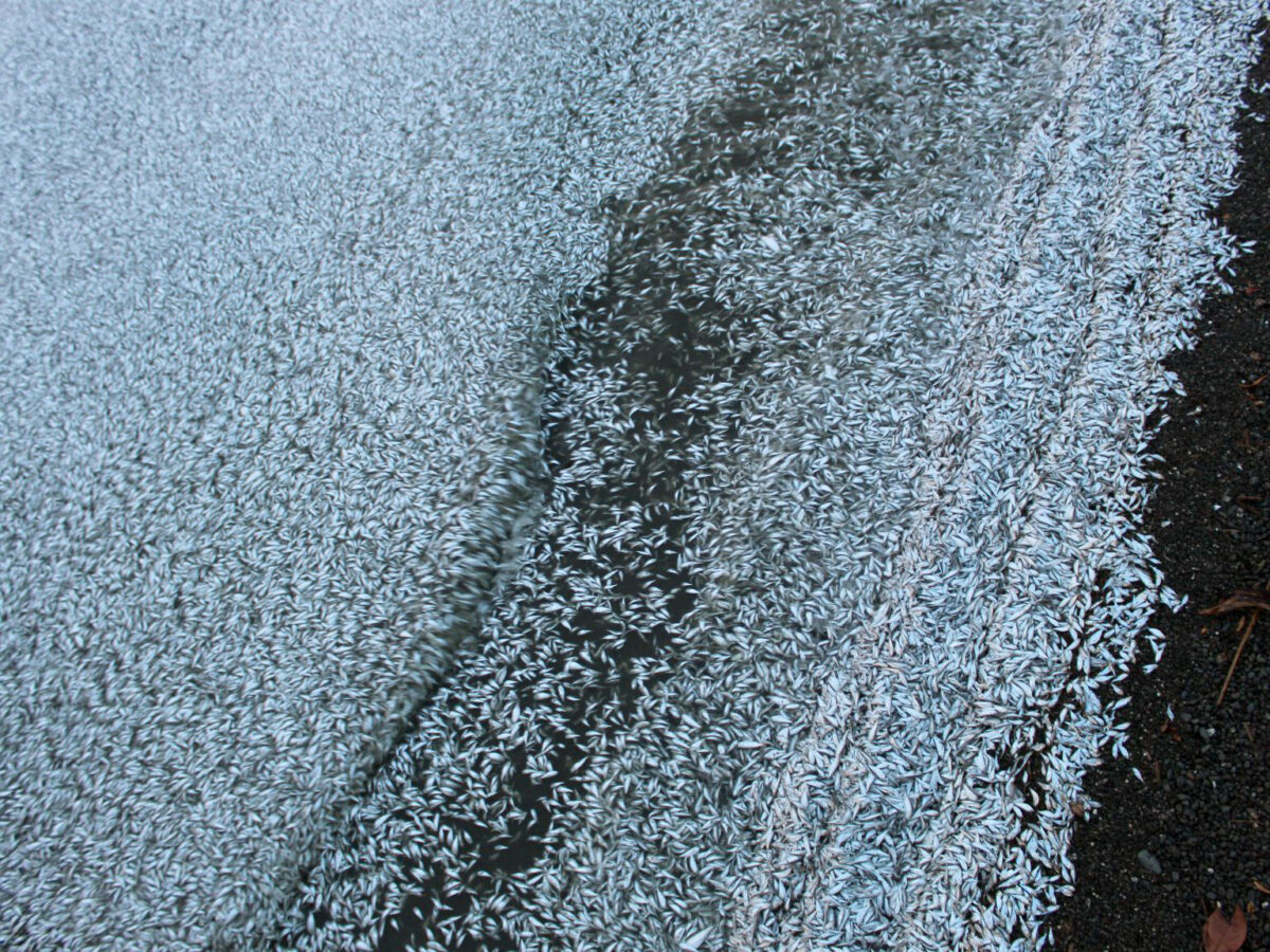 Fish Kill at Clear Lake Reveals a Seven-Foot Sturgeon Surprise 